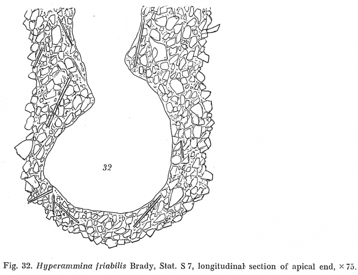 Hyperammina friabilis Hyperammina friabilis