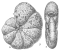 Chromista - Foraminifera (foraminifers)