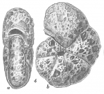 Labrospira kosterensis