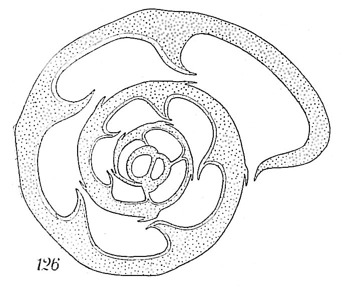 Labrospira subglobosa