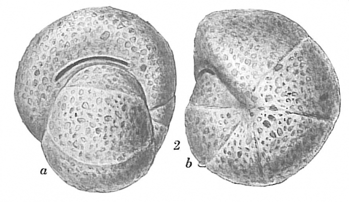 Labrospira subglobosa Labrospira subglobosa