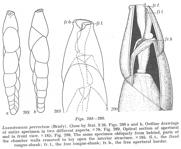 Loxostomum porrectum