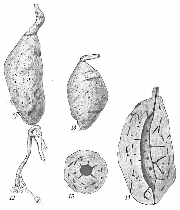 Pelosina fusiformis Pelosina fusiformis