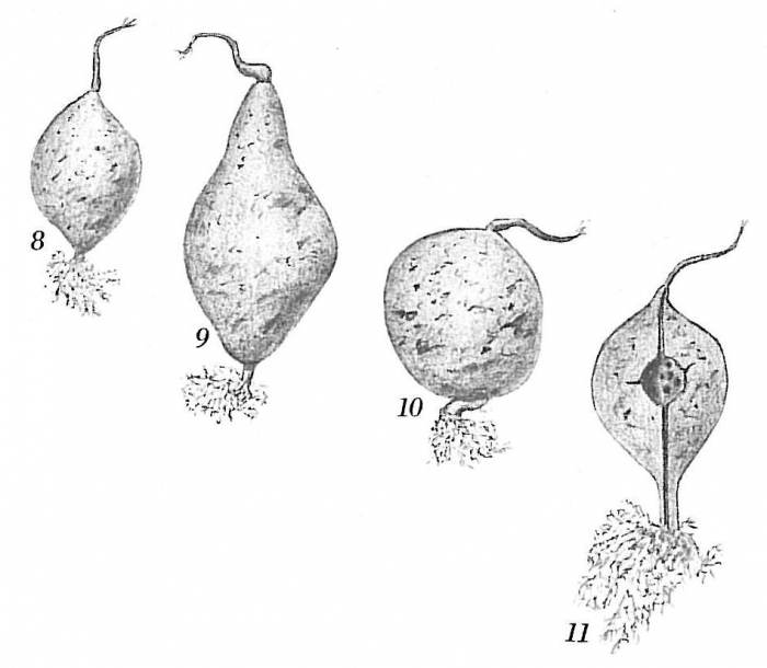Pelosina variabilis Pelosina variabilis