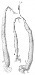 Pelosina variabilis