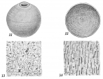 Chromista - Foraminifera (foraminifers)