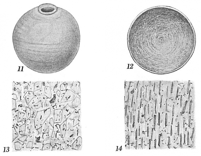 Pilulina argentea Pilulina argentea
