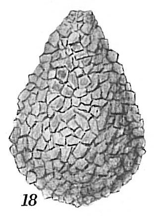 Proteonina difflugiformis