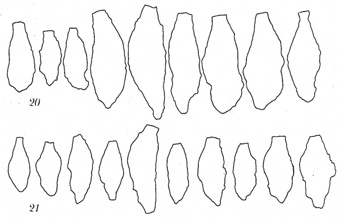 Proteonina fusiformis