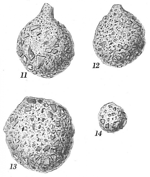 Psammosphaera fusca