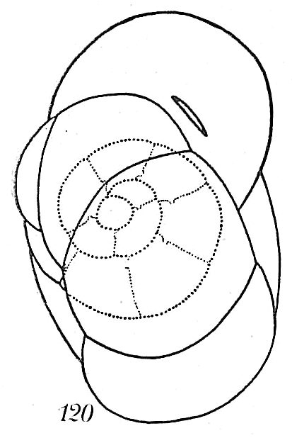 Recurvoides trochamminiforme