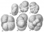 Chromista - Foraminifera (foraminifers)