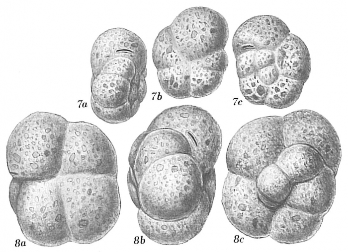 Recurvoides trochamminiforme