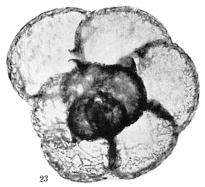 Recurvoides trochamminiforme