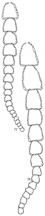 Reophax catella