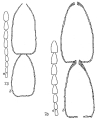 Chromista - Foraminifera (foraminifers)