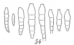 Chromista - Foraminifera (foraminifers)