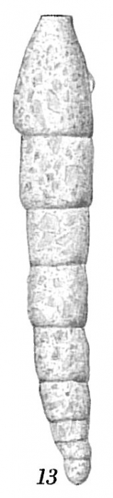 Reophax dentaliniformis Reophax dentaliniformis