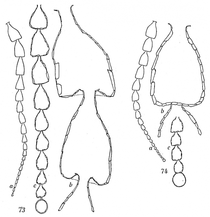 Reophax gracilis Reophax gracilis