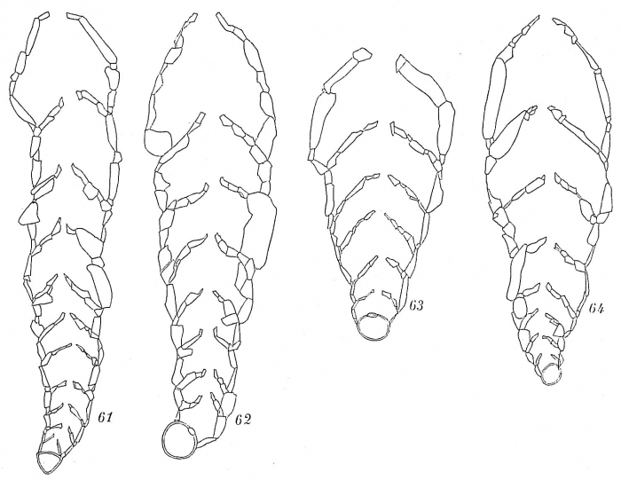 Reophax nana Reophax nana