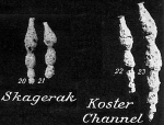 Chromista - Foraminifera (foraminifers)