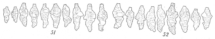 Reophax scorpiurus Reophax scorpiurus