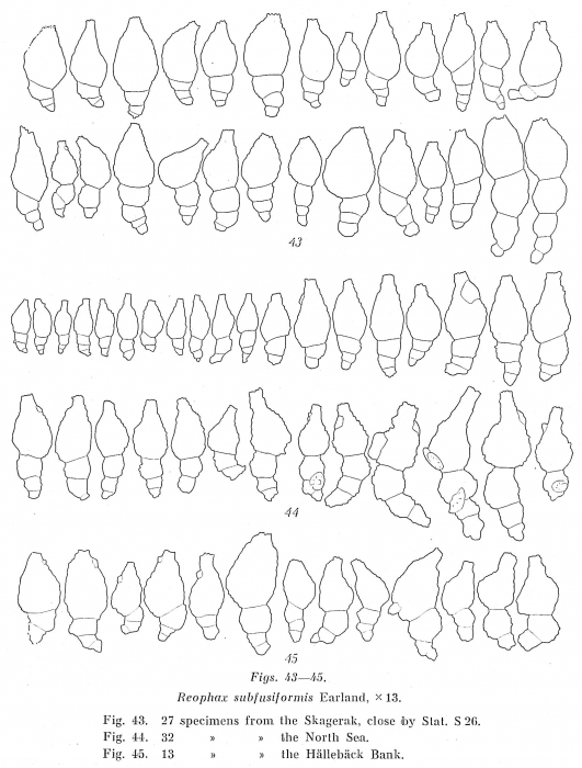 Reophax subfusiformis Reophax subfusiformis