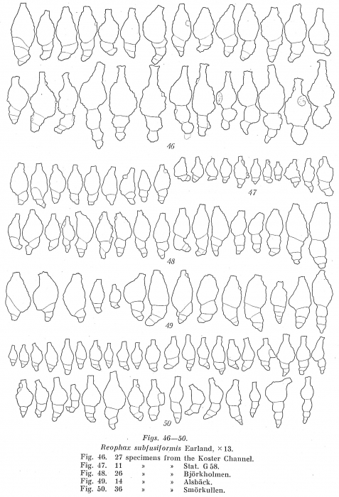 Reophax subfusiformis Reophax subfusiformis