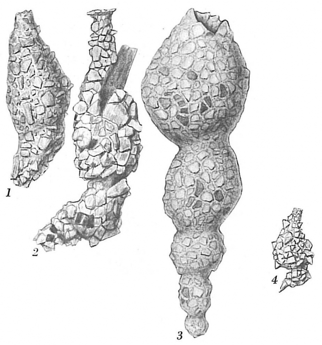 Reophax subfusiformis Reophax subfusiformis