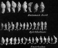 Chromista - Foraminifera (foraminifers)