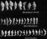 Reophax subfusiformis, author: Cedhagen, Tomas