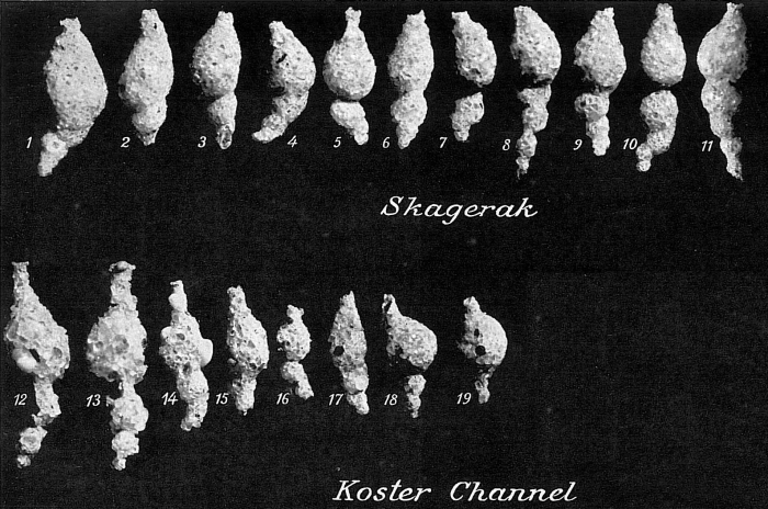 Reophax subfusiformis