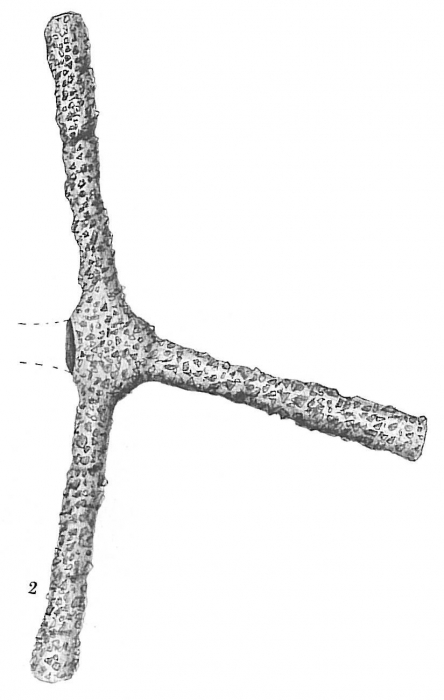 Rhabdammina abyssorum