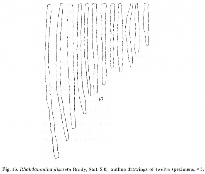 Rhabdammina discreta