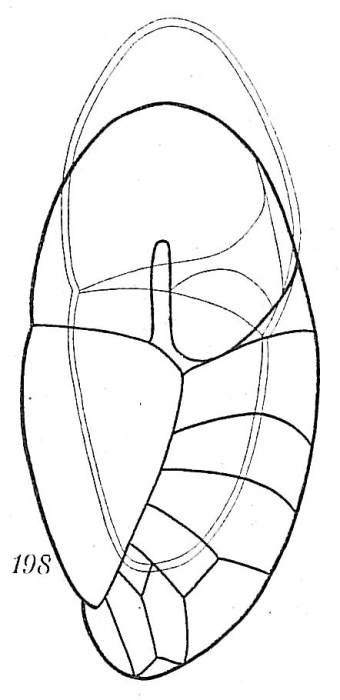Robertina arctica Robertina arctica