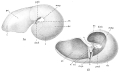 Chromista - Foraminifera (foraminifers)