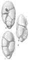 Chromista - Foraminifera (foraminifers)