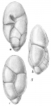 Chromista - Foraminifera (foraminifers)