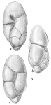 Robertinoides pumilum
