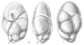 Chromista - Foraminifera (foraminifers)