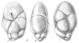 Robertinoides suecicum