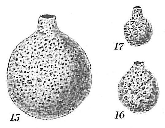 Saccammina sphaerica Saccammina sphaerica