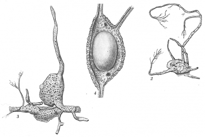 Saccodendron heronalleni Saccodendron heronalleni