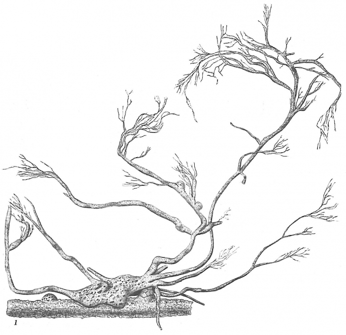 Saccodendron heronalleni Saccodendron heronalleni