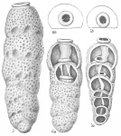 Chromista - Foraminifera (foraminifers)