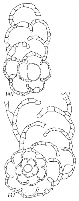 Spiroplectammina biformis
