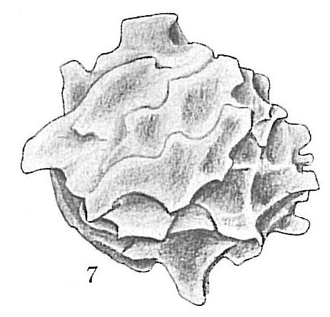 Storthosphaera albida Storthosphaera albida