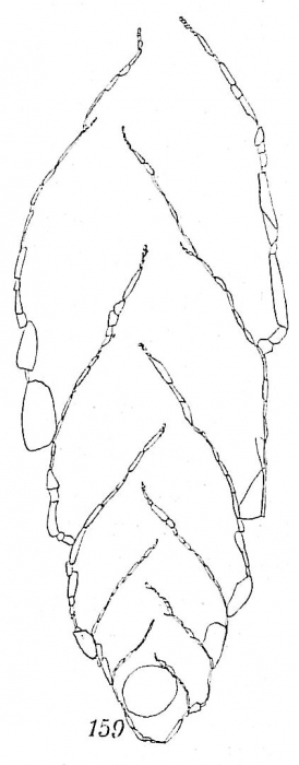 Textularia bigenerinoides Textularia bigenerinoides