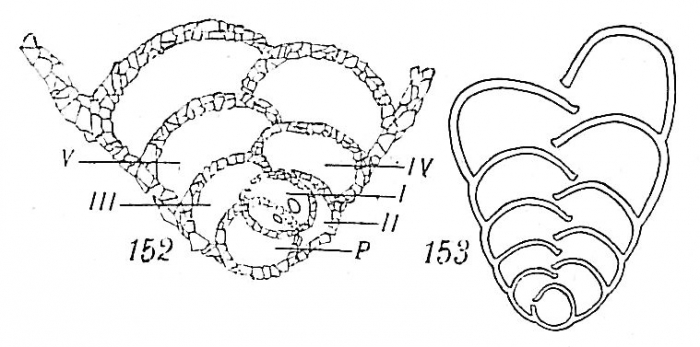 Textularia bocki