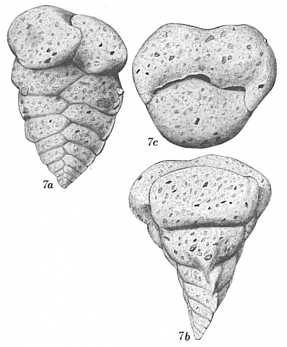 Textularia bocki